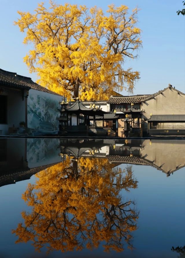 蘇州太平老街|邂逅千年銀杏的古寺禪意 蘇州太平老街|邂逅千年銀杏的古寺禪意