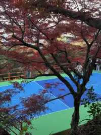 莫干山|一日賞楓11.30日