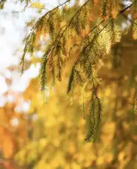 南寧青秀山|落羽杉