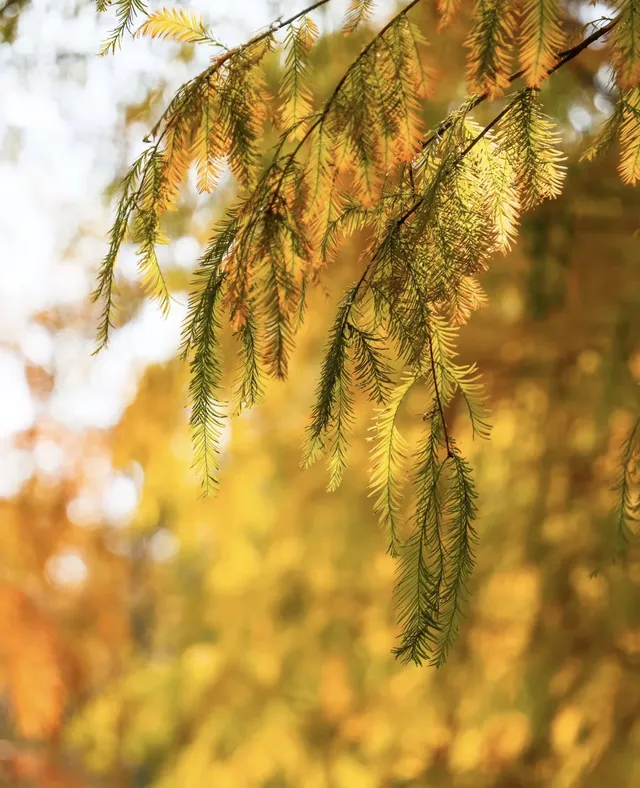南寧青秀山|落羽杉 南寧青秀山|落羽杉