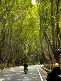 我在南京拍到了莫奈的睡蓮,想看看你拍的