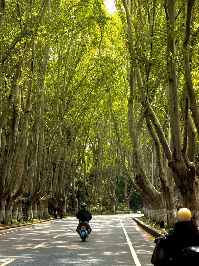 我在南京拍到了莫奈的睡蓮,想看看你拍的 我在南京拍到了莫奈的睡蓮,想看看你拍的
