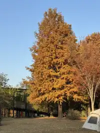 上海辰山植物園|去過超十次,還是想去!