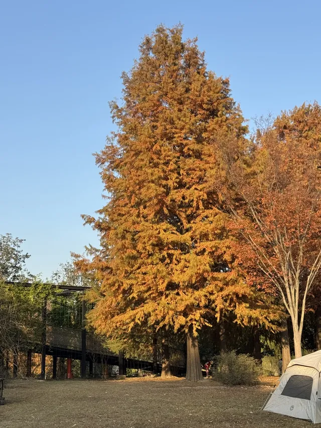 上海辰山植物園|去過超十次,還是想去! 上海辰山植物園|去過超十次,還是想去!