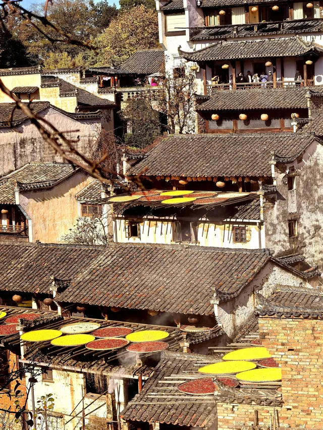 國家地理誠不我欺!婺源篁嶺曬秋絕了 國家地理誠不我欺!婺源篁嶺曬秋絕了