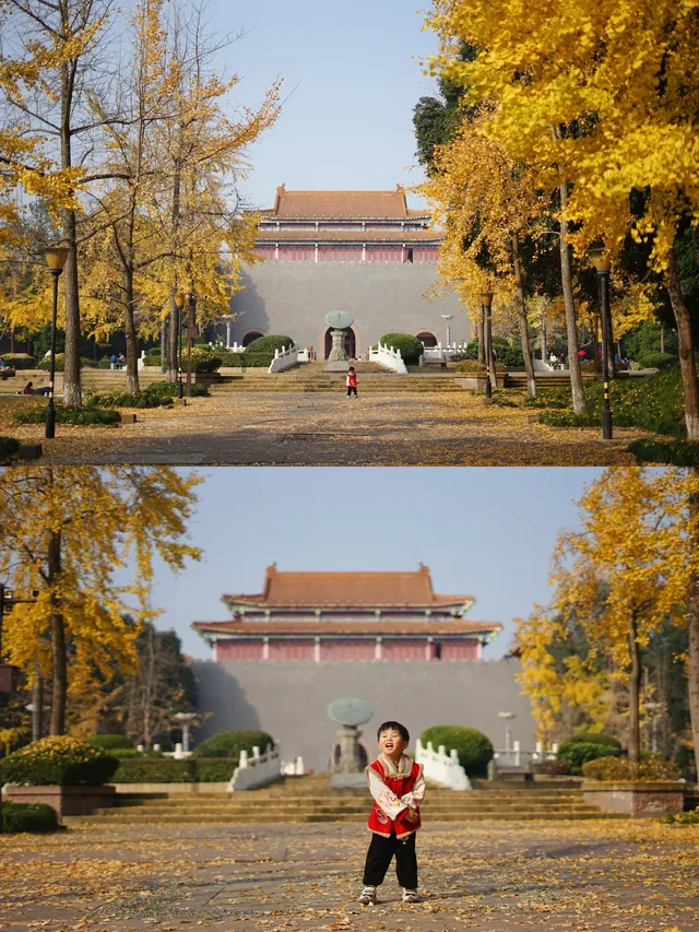 溫江藏著一個「紫禁城」，和銀杏同框太美啦