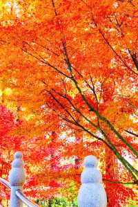 武漢秋天美炸了元旦跨年瘋玩攻略,錯過等一年