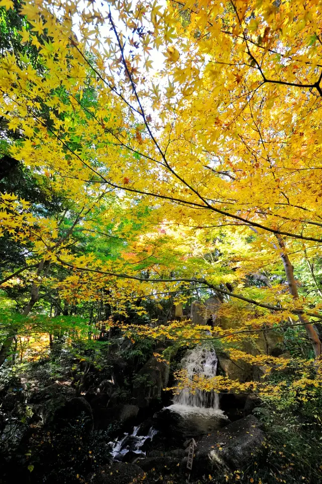 名古屋紅葉 2025.12.07德川園
