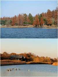 上海版阿勒泰:這片水杉林美到窒息,冬日治癒感拉滿