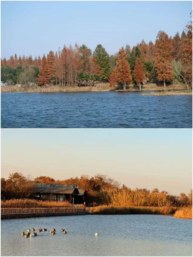 上海版阿勒泰:這片水杉林美到窒息,冬日治癒感拉滿 上海版阿勒泰:這片水杉林美到窒息,冬日治癒感拉滿