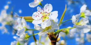 広元からすぐ！週末のおすすめ｜3月、蒼渓で梨の花の雪を見に行こう！