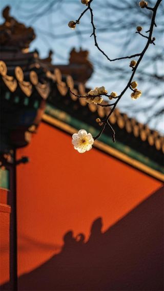 赤い壁に映える白梅、京の冬のトップシーン！一目で心奪われる年越しの雰囲気感