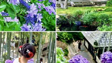 Complete guide to photographing hydrangeas at Hase-dera Temple in Kamakura|These 4 spots cover your wallpaper needs for the whole year — traveler post in Fujisawa