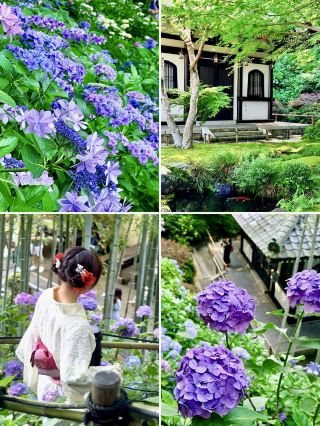 鎌倉長谷寺紫陽花撮影完全攻略｜この4つのスポットで一年中壁紙を独占