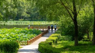 21℃ plain forest cool spot, Suihua’s off-the-beaten-path summer escape guide