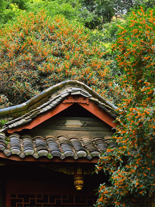 Chengdu in 0.5h! Step into a 1,500-year-old "osmanthus rain" | A fragrant stroll through Old Guihu Park. Don't want to deal with the crowds at People's Park? Xindu