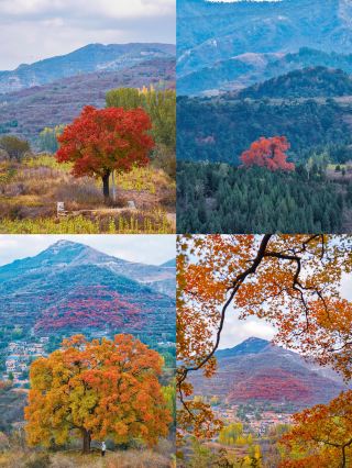 Chill weekend getaways in Shandong: 4 hidden gems just 1 hour away by high-speed rail