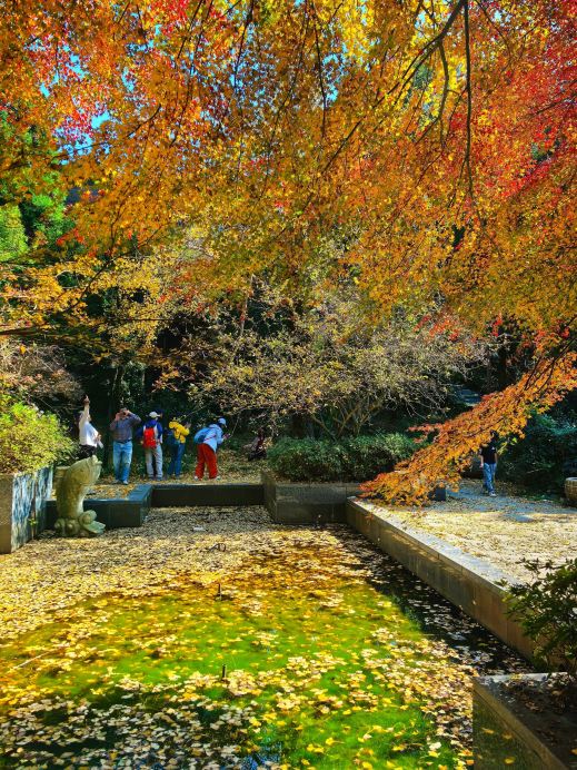 Autumn hidden in Meiling! The ginkgo and red maples in Red River