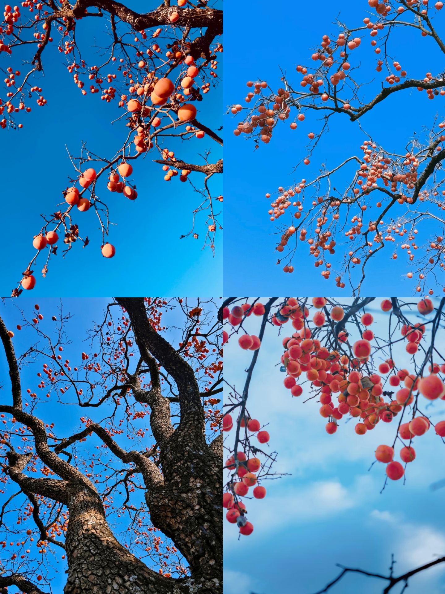 Northerners, take note! Binzhou, Shaanxi, is decked out in red lanterns for late autumn