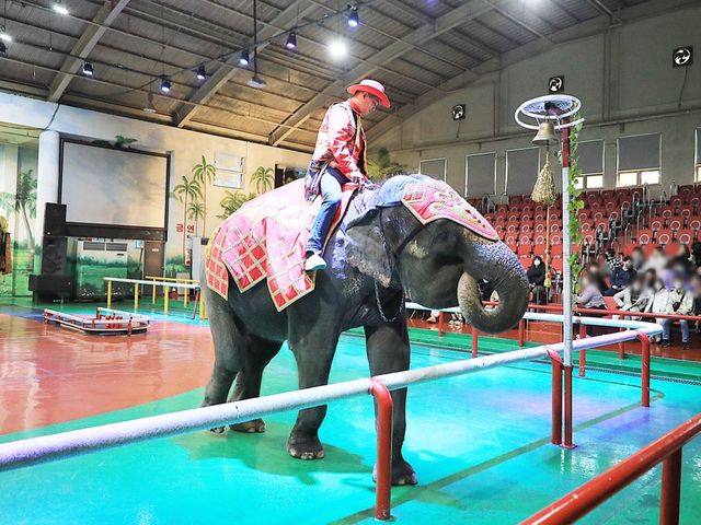 제주 점보빌리지 🐘 코끼리테마쇼와 먹이주기 체험