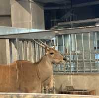 円山動物園 本地人和遊客都值得一遊的地方👍🏻