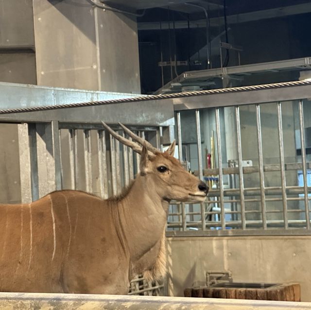 円山動物園 本地人和遊客都值得一遊的地方👍🏻