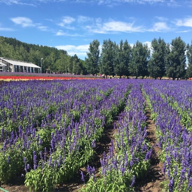 【北海道】ラベンダーファーム富良野