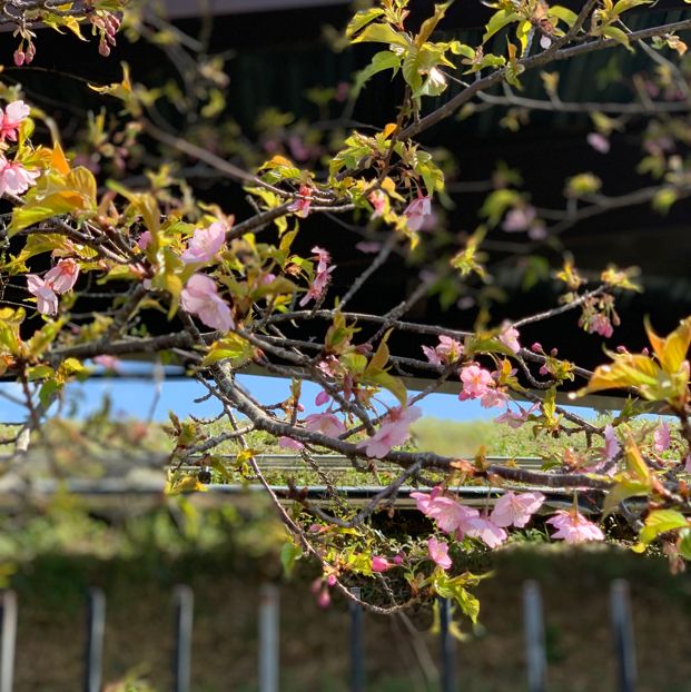 京都嵯峨野小火車🌸 GO GO GO~~~