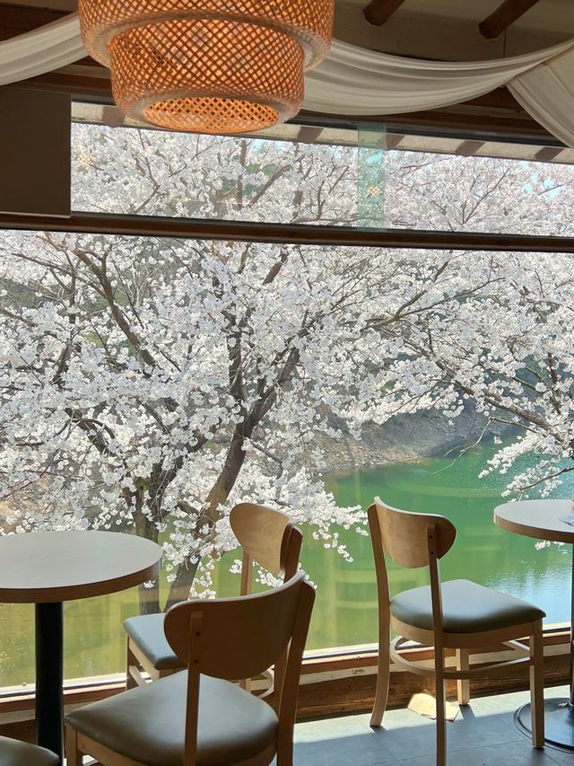 인정할 수 밖에 없는 용인 벚꽃뷰 카페 🌸