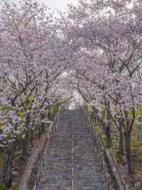 대구에서 제일 예뻤던 돌계단 🌸🪜 