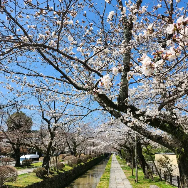 Amazing Spring in Kyoto