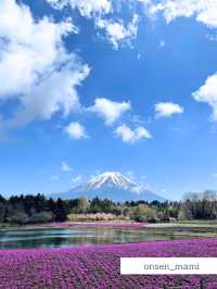 【山梨】富士山と桜が同時に見れる「富士芝桜まつり」🗻🌸