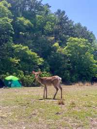 동화 속 같았던 무인도캠핑장🏕️🦌✨ 