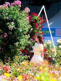 서울 올림픽공원 장미축제🌹