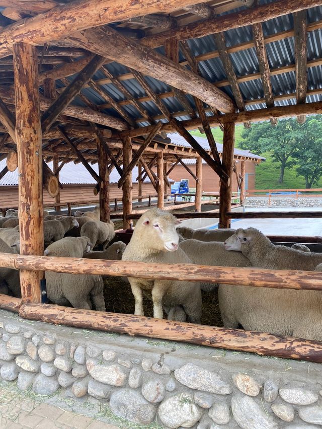 강릉에서 30분이면 갈 수 있는 대관령양떼목장🐑