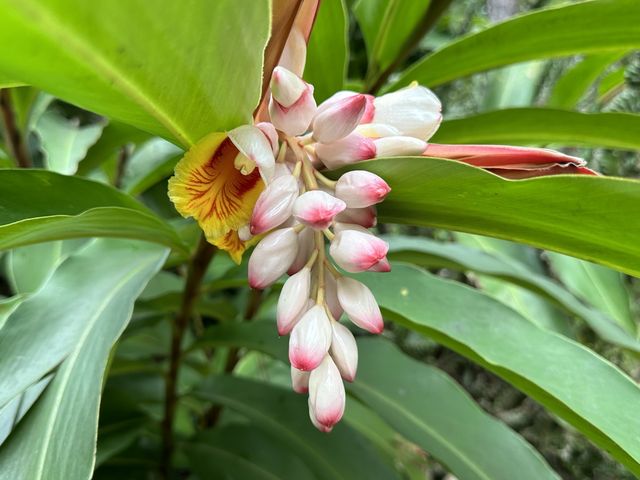 香港賞花｜九龍公園｜今年最後一輯繡球花照片
