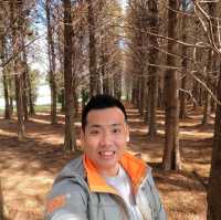 Tall Pine Trees At Bade Bald Cypress Forest