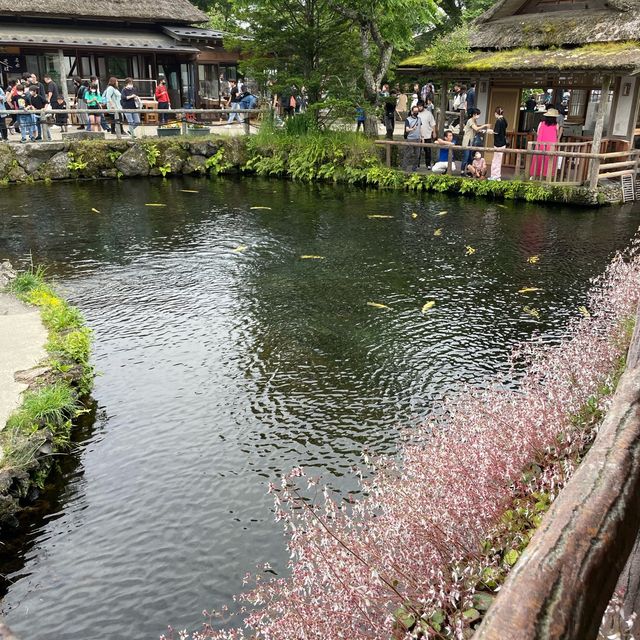 【忍野八海】富士山の湧水でできた8つの池