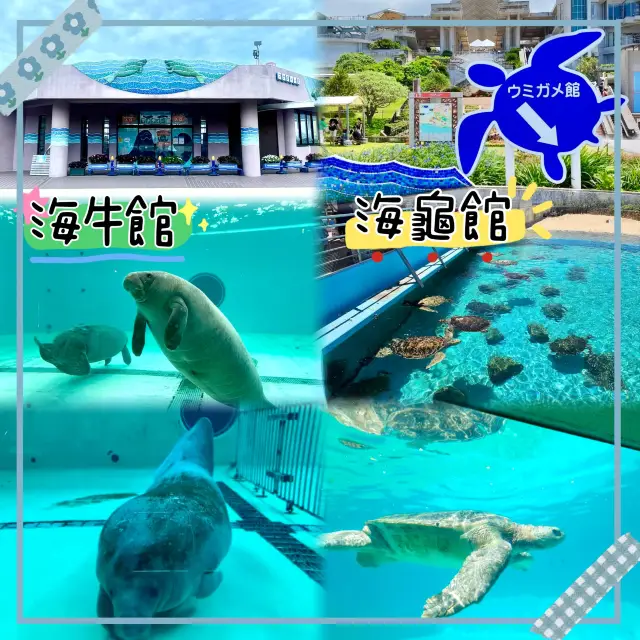 海牛館與海龜館-近距離欣賞稀有品種嘅海洋動物