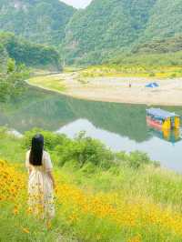 금계국 가득 핀 영월 청령포🌼