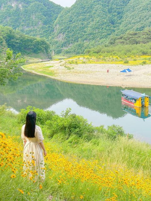금계국 가득 핀 영월 청령포🌼