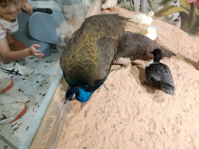 Lollypet萌寵樂園： 與動物零距離的夢幻體驗
