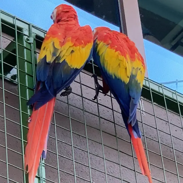Bird Paradise from Singapore 
