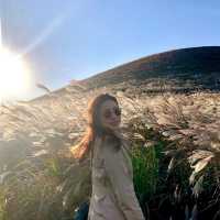10월 제주 여행 코스 핑크 뮬리 새빌카페, 새별오름 일몰