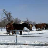 【北海道】冬季限定！十勝牧場の馬追