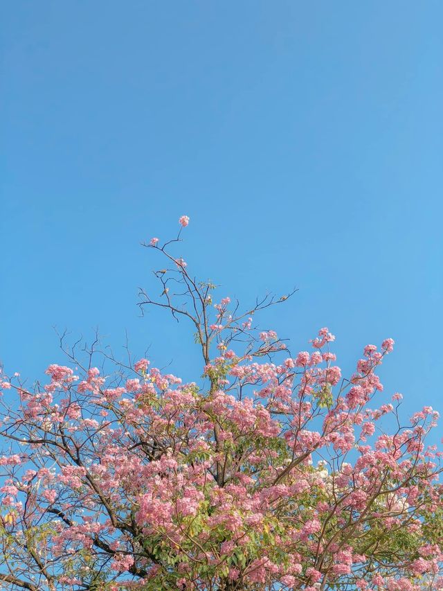 สวนวชิรเบญทัศ 🍃🌳☘️🍀🪵