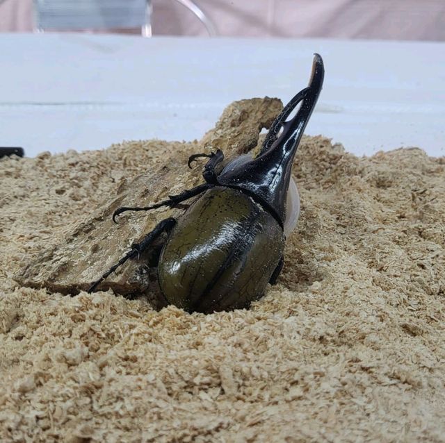免費入場的花鳥蟲魚展覽