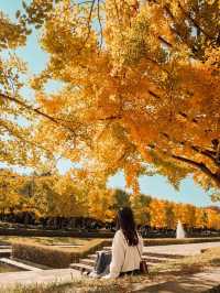 Showa Memorial Park in autumn 🍁🇯🇵
