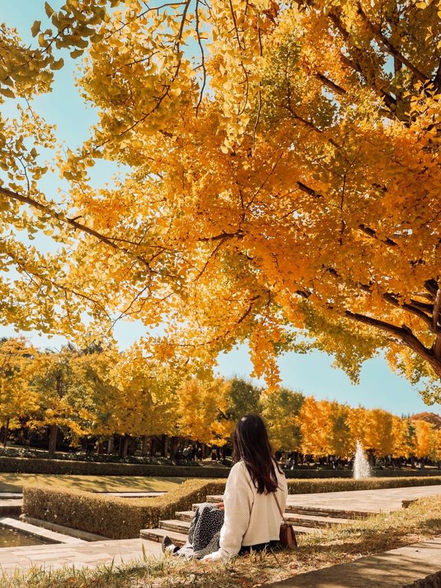 Showa Memorial Park in autumn 🍁🇯🇵