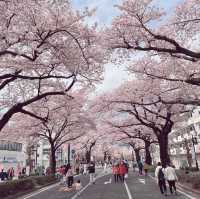 4年ぶりのひたちさくらまつり🌸